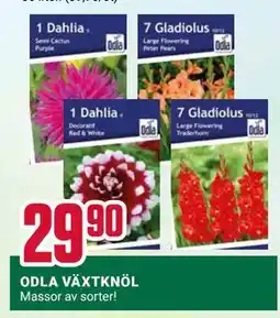 ÖoB ODLA VÄXTKNÖL erbjuda