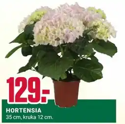 ÖoB HORTENSIA erbjuda