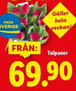 Lidl Tulpaner erbjuda