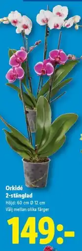 Lidl Orkidé 2-stänglad erbjuda