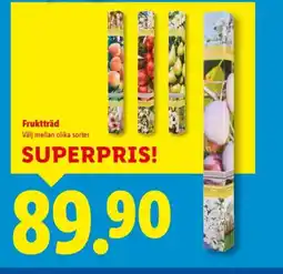 Lidl Fruktträd erbjuda