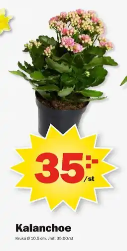 Pekås Kalanchoe erbjuda