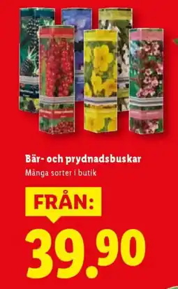 Lidl Bär- och prydnadsbuskar erbjuda
