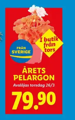 Lidl Årets pelargon erbjuda