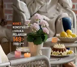 Mio KONSTVÄXT I KRUKA PELARGON erbjuda