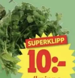 Nya Pulsen Koriander erbjuda