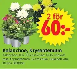 ICA Supermarket Kalanchoe, Krysantemum erbjuda