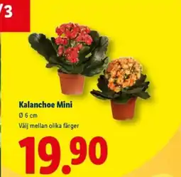 Lidl Kalanchoe Mini erbjuda