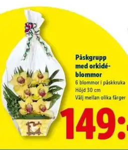Lidl Påskgrupp med orkidé- blommor erbjuda