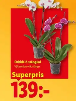 Lidl Orkidé 2-stänglad erbjuda