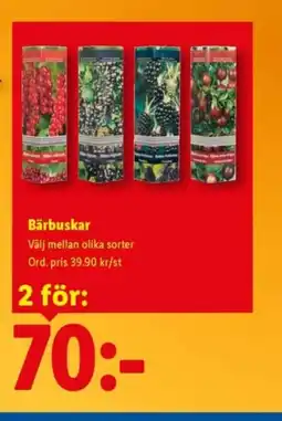 Lidl Bärbuskar erbjuda