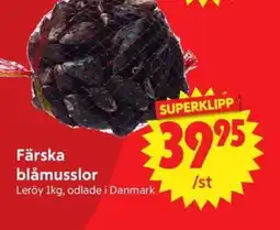 Nya Pulsen Färska blåmusslor erbjuda