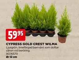 Jem&Fix CYPRESS GOLD CREST WILMA erbjuda