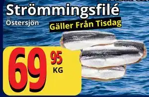 Supergrossen Strömmingsfilé erbjuda
