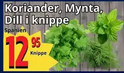 Supergrossen Koriander, Mynta,. Dill i knippe erbjuda