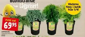 Jem&Fix CONIFERA MIX erbjuda