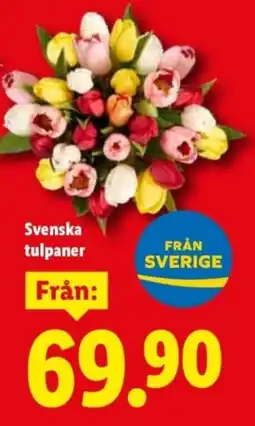 Lidl Svenska tulpaner erbjuda