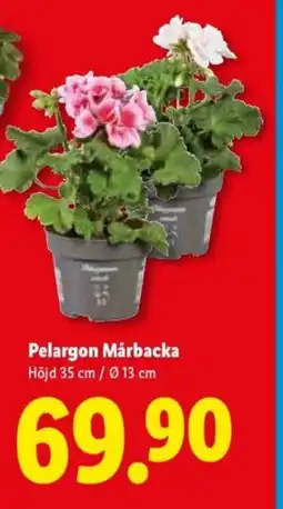 Lidl Pelargon Mårbacka erbjuda
