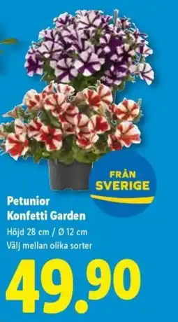 Lidl Petunior Konfetti Garden erbjuda