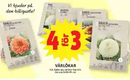 ICA Maxi ICA Vårlökar erbjuda