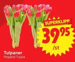 Nya Pulsen Tulpaner erbjuda