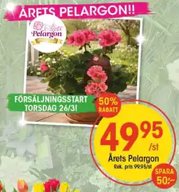 EKO Årets pelargon erbjuda