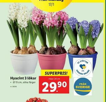 Lidl Hyacint 3 lökar erbjuda