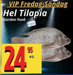 Supergrossen Hel Tilapia, Medlemspris erbjuda