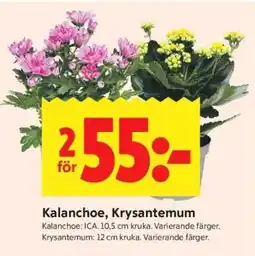 ICA Supermarket Kalanchoe, Krysantemum erbjuda
