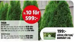 Bauhaus THUJA erbjuda