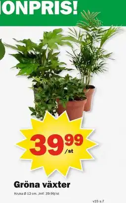 Pekås Gröna växter erbjuda