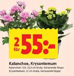 ICA Kvantum Kalanchoe, Krysantemum erbjuda