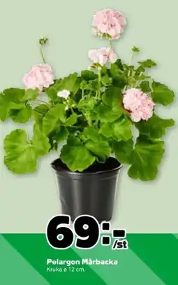 Stora Coop Pelargon mårbacka erbjuda