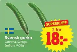 Nya Pulsen Svensk gurka erbjuda