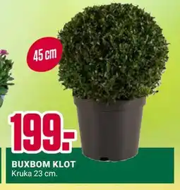 ÖoB BUXBOM KLOT erbjuda