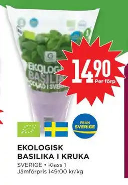 Willys Hemma EKOLOGISK BASILIKA I KRUKA erbjuda