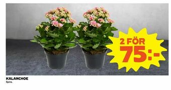 Coop Extra Kalanchoe erbjuda