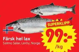 Nya Pulsen Färsk hel lax erbjuda