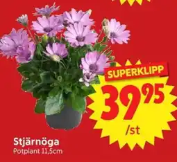 Nya Pulsen Stjärnöga erbjuda