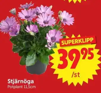 Nya Pulsen Stjärnöga erbjuda