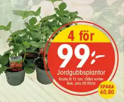 EKO Jordgubbsplantor erbjuda