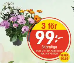 EKO Stjärnöga erbjuda