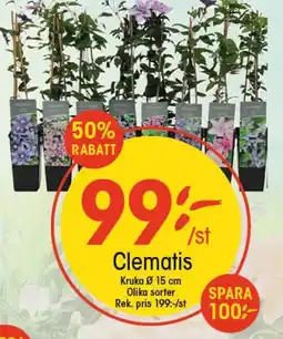EKO Clematis erbjuda