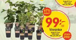 EKO Vinrankor erbjuda