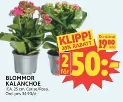 Ica Hajen Lagpris Blommor kalanchoe erbjuda