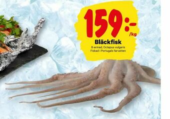 Bläckfisk