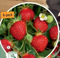 Hornbach Jordgubbar erbjuda