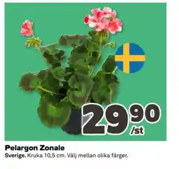 Coop Pelargon Zonale erbjuda