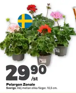 Stora Coop Pelargon Zonale erbjuda