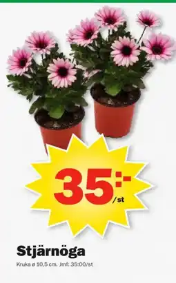 Pekås Stjärnöga erbjuda